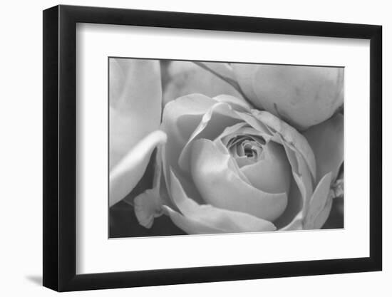 Black and White Rose Detail-Anna Miller-Framed Photographic Print