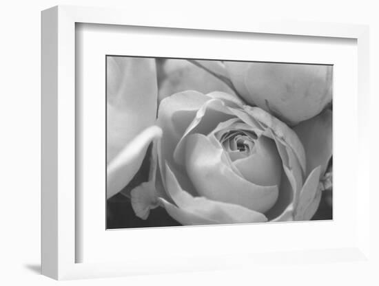 Black and White Rose Detail-Anna Miller-Framed Photographic Print