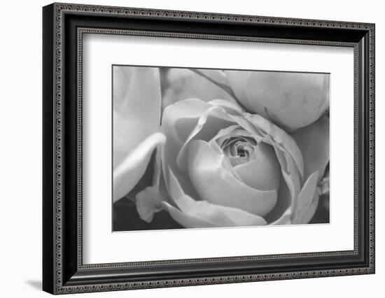 Black and White Rose Detail-Anna Miller-Framed Photographic Print