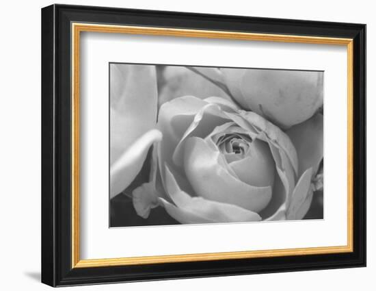 Black and White Rose Detail-Anna Miller-Framed Photographic Print