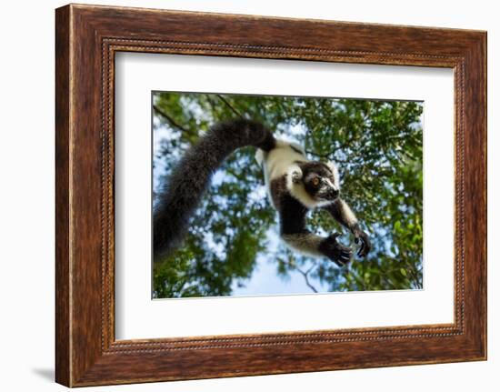 Black and White Ruffed Lemur, Madagascar-Paul Souders-Framed Photographic Print