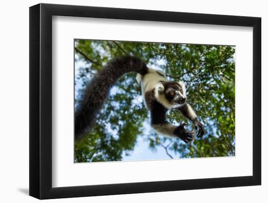 Black and White Ruffed Lemur, Madagascar-Paul Souders-Framed Photographic Print