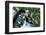 Black and White Ruffed Lemur, Madagascar-Paul Souders-Framed Photographic Print