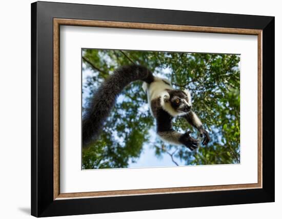 Black and White Ruffed Lemur, Madagascar-Paul Souders-Framed Photographic Print