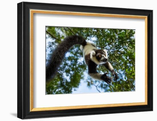 Black and White Ruffed Lemur, Madagascar-Paul Souders-Framed Photographic Print