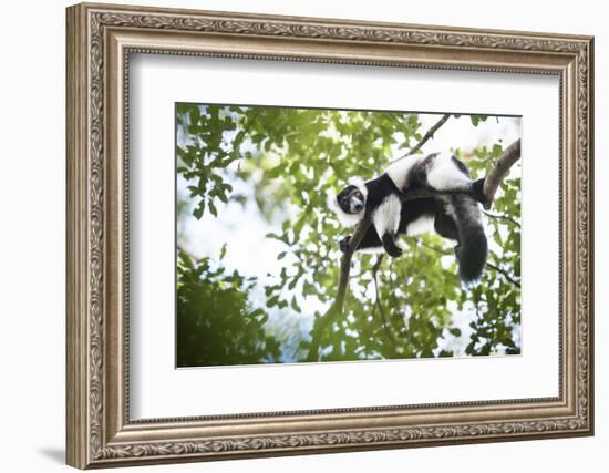 Black and White Ruffed Lemur (Varecia Variegata), Endemic to Madagascar, Seen on Lemur Island-Matthew Williams-Ellis-Framed Photographic Print