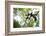 Black and White Ruffed Lemur (Varecia Variegata), Endemic to Madagascar, Seen on Lemur Island-Matthew Williams-Ellis-Framed Photographic Print