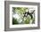 Black and White Ruffed Lemur (Varecia Variegata), Endemic to Madagascar, Seen on Lemur Island-Matthew Williams-Ellis-Framed Photographic Print