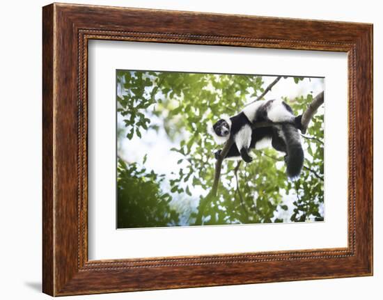 Black and White Ruffed Lemur (Varecia Variegata), Endemic to Madagascar, Seen on Lemur Island-Matthew Williams-Ellis-Framed Photographic Print