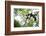 Black and White Ruffed Lemur (Varecia Variegata), Endemic to Madagascar, Seen on Lemur Island-Matthew Williams-Ellis-Framed Photographic Print