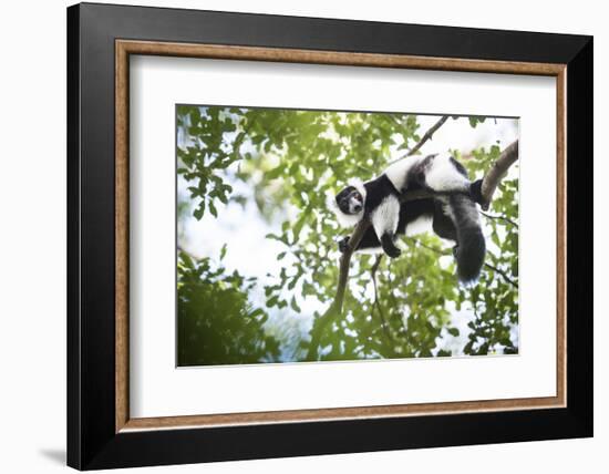 Black and White Ruffed Lemur (Varecia Variegata), Endemic to Madagascar, Seen on Lemur Island-Matthew Williams-Ellis-Framed Photographic Print