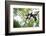 Black and White Ruffed Lemur (Varecia Variegata), Endemic to Madagascar, Seen on Lemur Island-Matthew Williams-Ellis-Framed Photographic Print