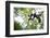 Black and White Ruffed Lemur (Varecia Variegata), Endemic to Madagascar, Seen on Lemur Island-Matthew Williams-Ellis-Framed Photographic Print