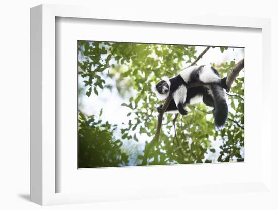 Black and White Ruffed Lemur (Varecia Variegata), Endemic to Madagascar, Seen on Lemur Island-Matthew Williams-Ellis-Framed Photographic Print