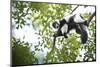 Black and White Ruffed Lemur (Varecia Variegata), Endemic to Madagascar, Seen on Lemur Island-Matthew Williams-Ellis-Mounted Photographic Print