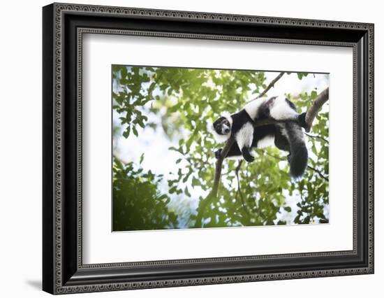 Black and White Ruffed Lemur (Varecia Variegata), Endemic to Madagascar, Seen on Lemur Island-Matthew Williams-Ellis-Framed Photographic Print