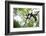 Black and White Ruffed Lemur (Varecia Variegata), Endemic to Madagascar, Seen on Lemur Island-Matthew Williams-Ellis-Framed Photographic Print