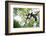 Black and White Ruffed Lemur (Varecia Variegata), Endemic to Madagascar, Seen on Lemur Island-Matthew Williams-Ellis-Framed Photographic Print