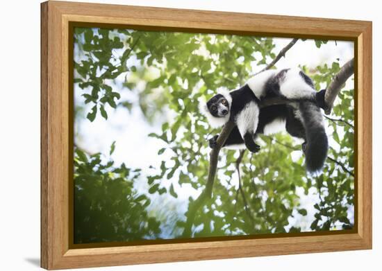 Black and White Ruffed Lemur (Varecia Variegata), Endemic to Madagascar, Seen on Lemur Island-Matthew Williams-Ellis-Framed Premier Image Canvas