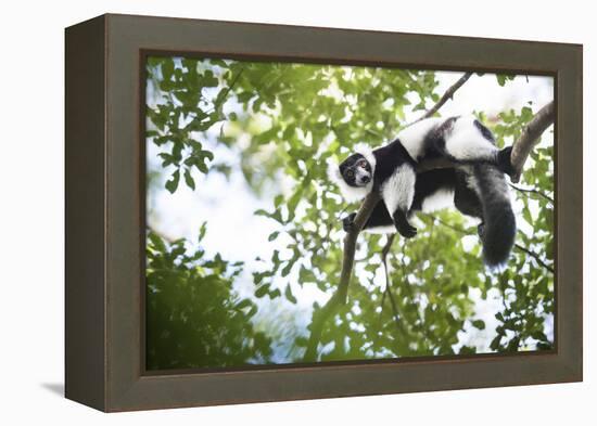 Black and White Ruffed Lemur (Varecia Variegata), Endemic to Madagascar, Seen on Lemur Island-Matthew Williams-Ellis-Framed Premier Image Canvas