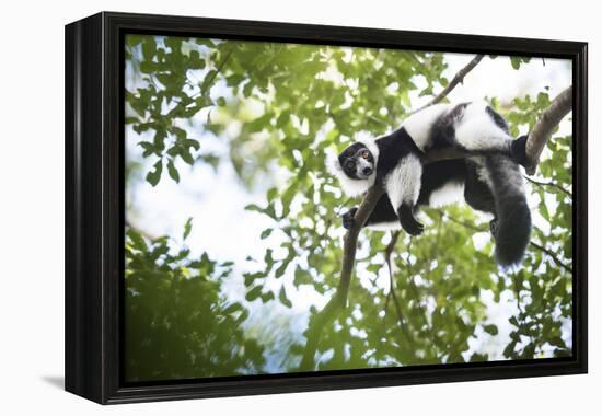 Black and White Ruffed Lemur (Varecia Variegata), Endemic to Madagascar, Seen on Lemur Island-Matthew Williams-Ellis-Framed Premier Image Canvas