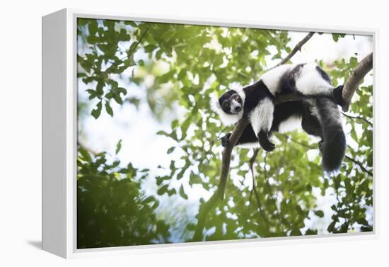 Black and White Ruffed Lemur (Varecia Variegata), Endemic to Madagascar, Seen on Lemur Island-Matthew Williams-Ellis-Framed Premier Image Canvas