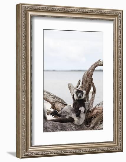 Black-and-white ruffed lemur (Varecia variegata), Lake Ampitabe, Pangalanes Lakes, Tamatave, Madaga-Christian Kober-Framed Photographic Print
