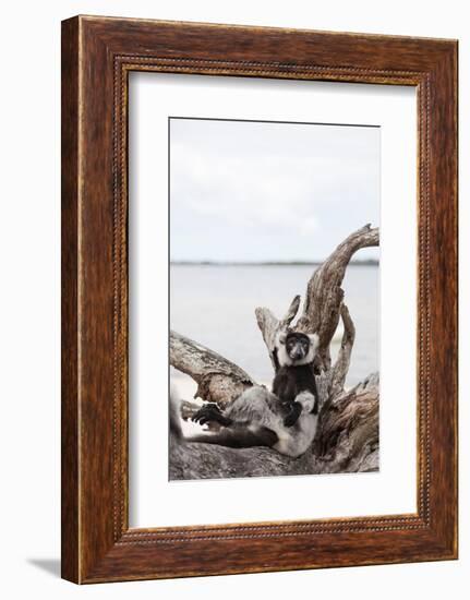 Black-and-white ruffed lemur (Varecia variegata), Lake Ampitabe, Pangalanes Lakes, Tamatave, Madaga-Christian Kober-Framed Photographic Print