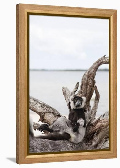 Black-and-white ruffed lemur (Varecia variegata), Lake Ampitabe, Pangalanes Lakes, Tamatave, Madaga-Christian Kober-Framed Premier Image Canvas