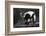 Black-And-White Ruffed Lemur-DLILLC-Framed Photographic Print