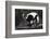 Black-And-White Ruffed Lemur-DLILLC-Framed Photographic Print