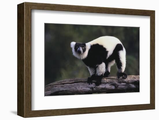 Black-And-White Ruffed Lemur-DLILLC-Framed Photographic Print