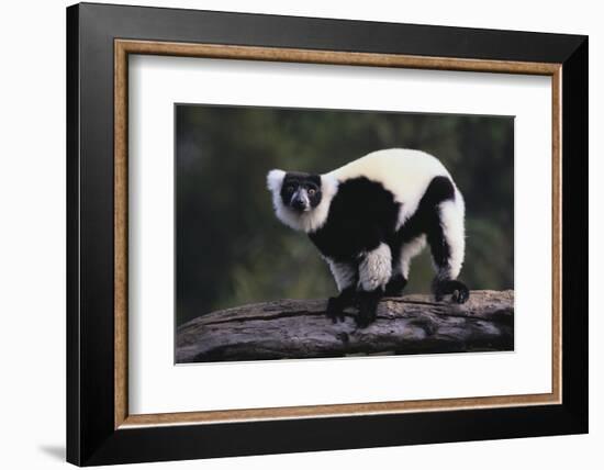 Black-And-White Ruffed Lemur-DLILLC-Framed Photographic Print