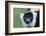 Black-And-White Ruffed Lemur-DLILLC-Framed Photographic Print