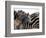 Black and White Stripe Pattern of a Plains Zebra Colt, Kenya-William Sutton-Framed Photographic Print