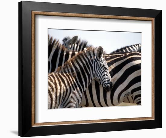 Black and White Stripe Pattern of a Plains Zebra Colt, Kenya-William Sutton-Framed Photographic Print