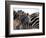 Black and White Stripe Pattern of a Plains Zebra Colt, Kenya-William Sutton-Framed Photographic Print