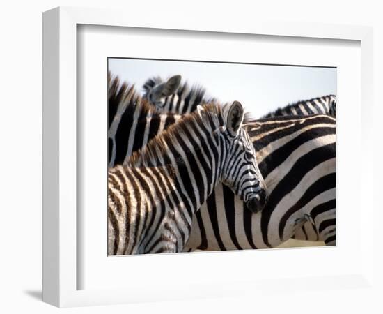 Black and White Stripe Pattern of a Plains Zebra Colt, Kenya-William Sutton-Framed Photographic Print