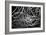 Black and White Swirls-null-Framed Photo