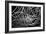 Black and White Swirls-null-Framed Photo