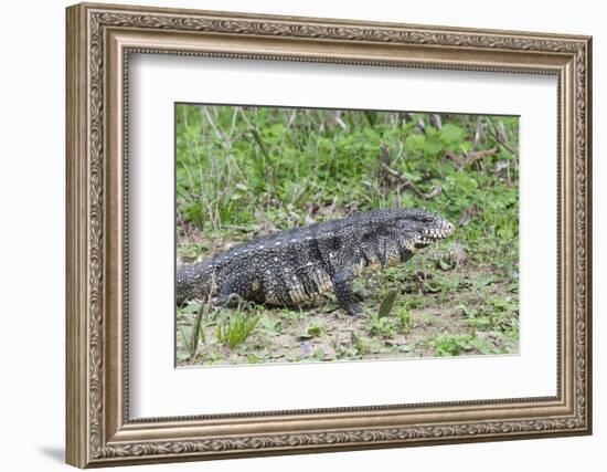 Black and White Tegu (Tupinambis Merianae), Pantanal, Brazil, South America-G&M Therin-Weise-Framed Photographic Print