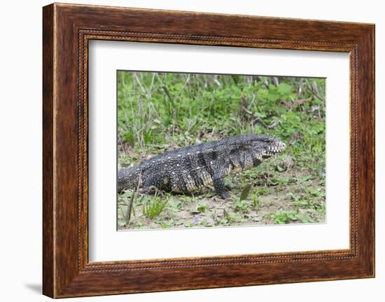 Black and White Tegu (Tupinambis Merianae), Pantanal, Brazil, South America-G&M Therin-Weise-Framed Photographic Print