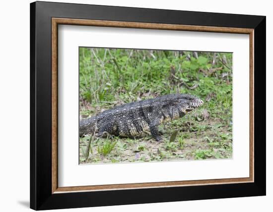 Black and White Tegu (Tupinambis Merianae), Pantanal, Brazil, South America-G&M Therin-Weise-Framed Photographic Print