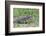 Black and White Tegu (Tupinambis Merianae), Pantanal, Brazil, South America-G&M Therin-Weise-Framed Photographic Print