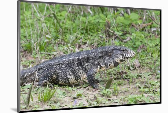 Black and White Tegu (Tupinambis Merianae), Pantanal, Brazil, South America-G&M Therin-Weise-Mounted Photographic Print