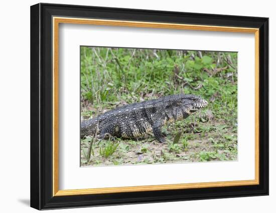 Black and White Tegu (Tupinambis Merianae), Pantanal, Brazil, South America-G&M Therin-Weise-Framed Photographic Print