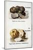 Black and White Truffles-null-Mounted Giclee Print