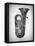 Black and White Tuba-Dan Sproul-Framed Stretched Canvas