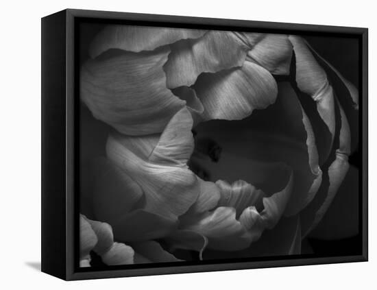 Black and White Tulip Close-Up-Magda Indigo-Framed Premier Image Canvas