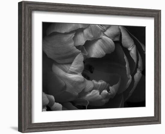 Black and White Tulip Close-Up-Magda Indigo-Framed Photographic Print
